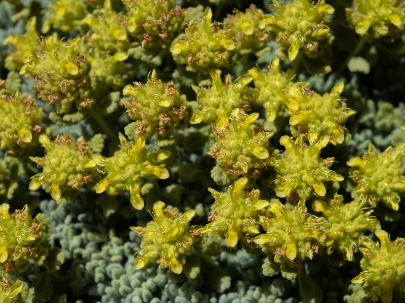 Teucrium aureum turdetanum.20