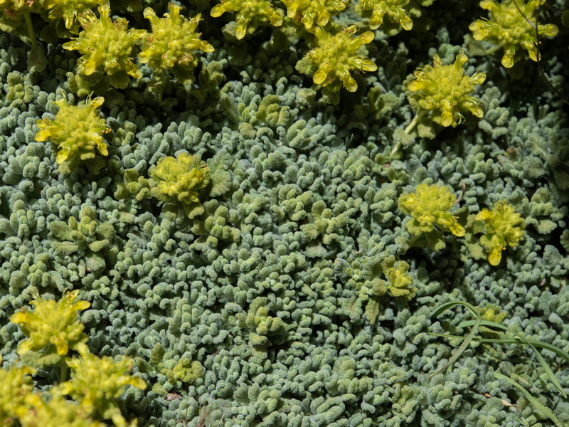 Teucrium aureum turdetanum.21