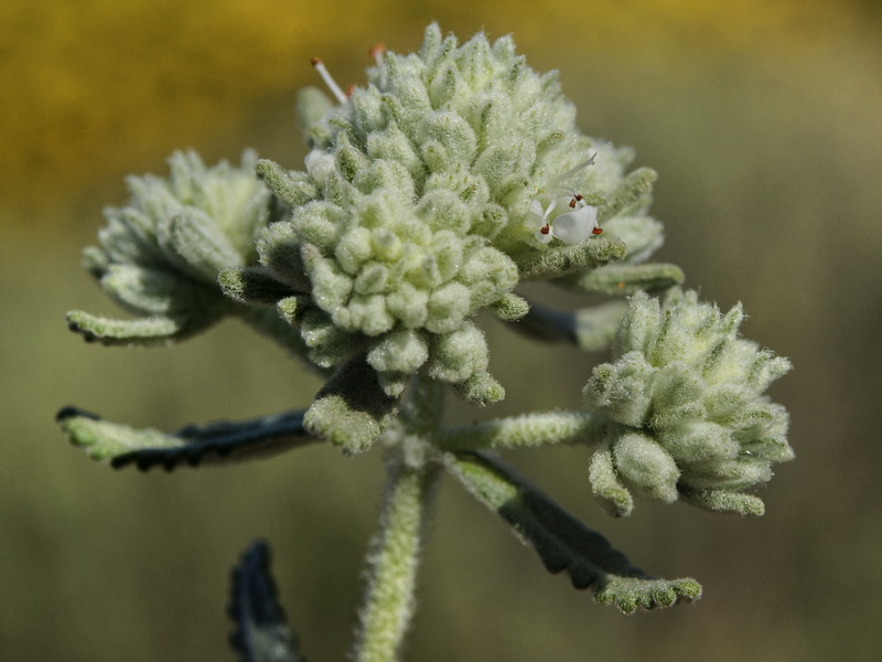 Teucrium lusitanicum lusitanicum.10