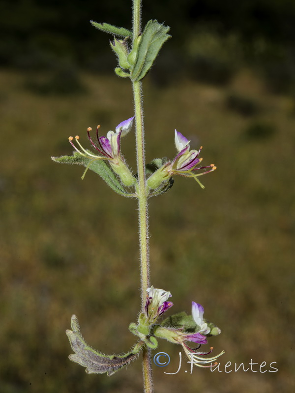 Teucrium resupinatum.01