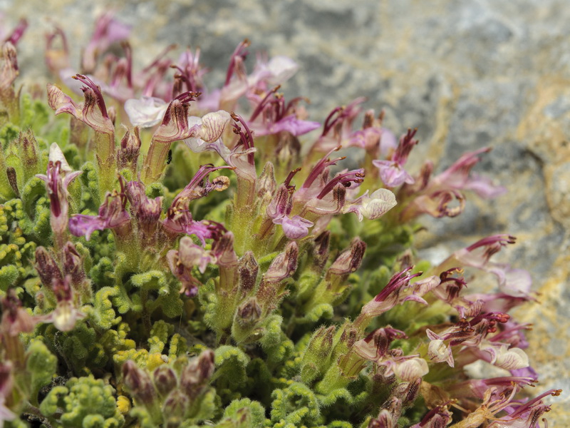 Teucrium rotundifolium.16