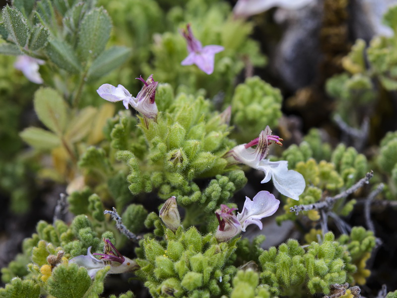 Teucrium rotundifolium.17