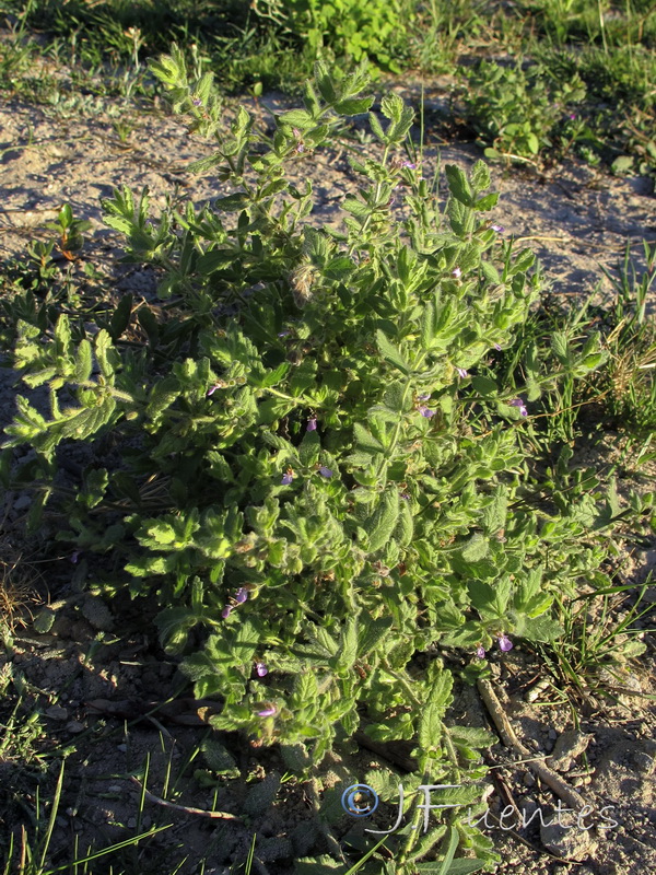 Teucrium scordium scordium.01