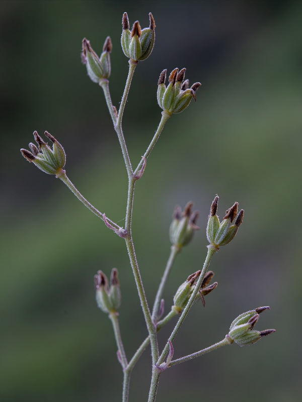 Thalictrum minus valentinum.21