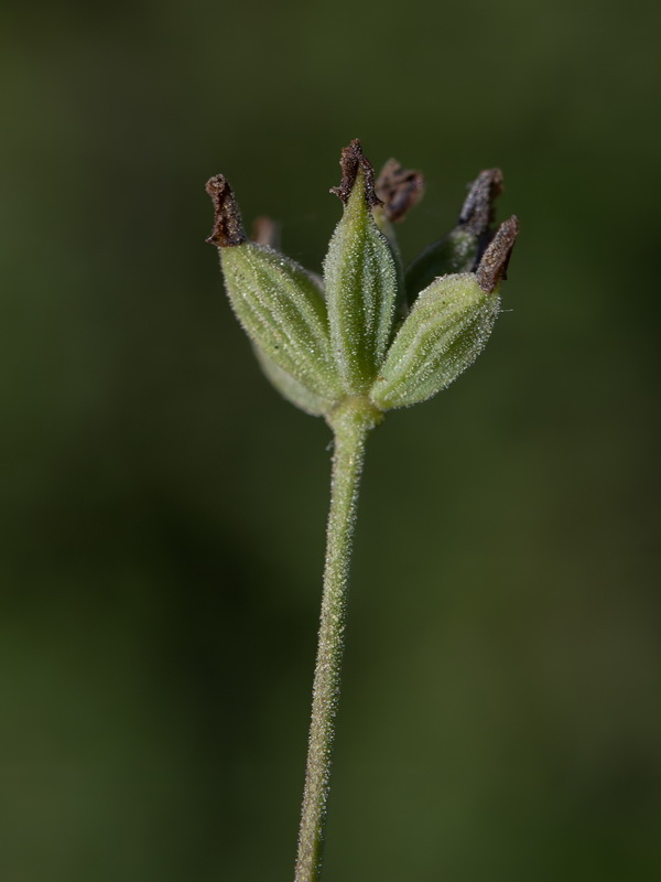 Thalictrum minus valentinum 2.05