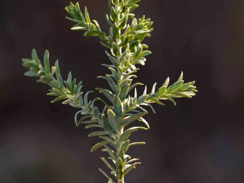 Thymelaea hirsuta.05