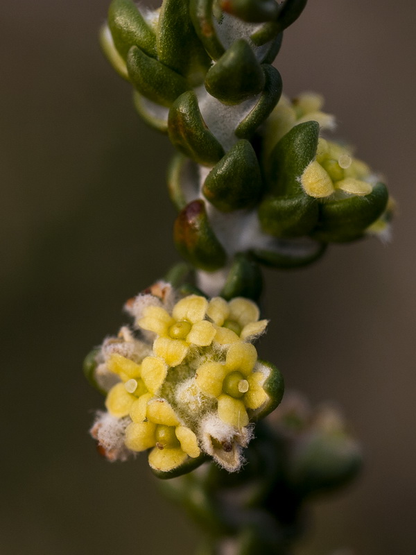 Thymelaea hirsuta.09