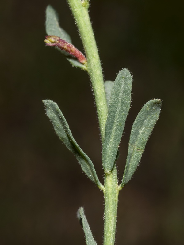 Thymelaea pubescens elliptica.06