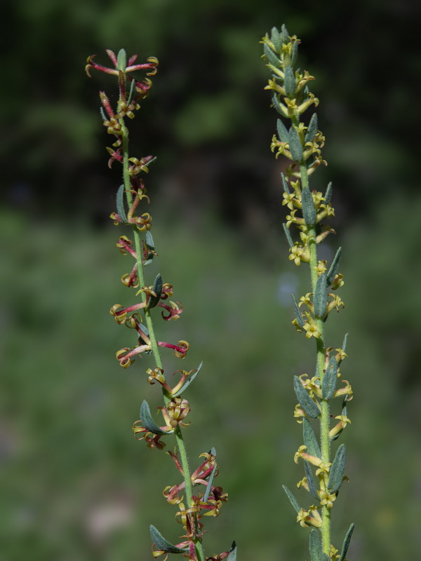 Thymelaea pubescens elliptica.55