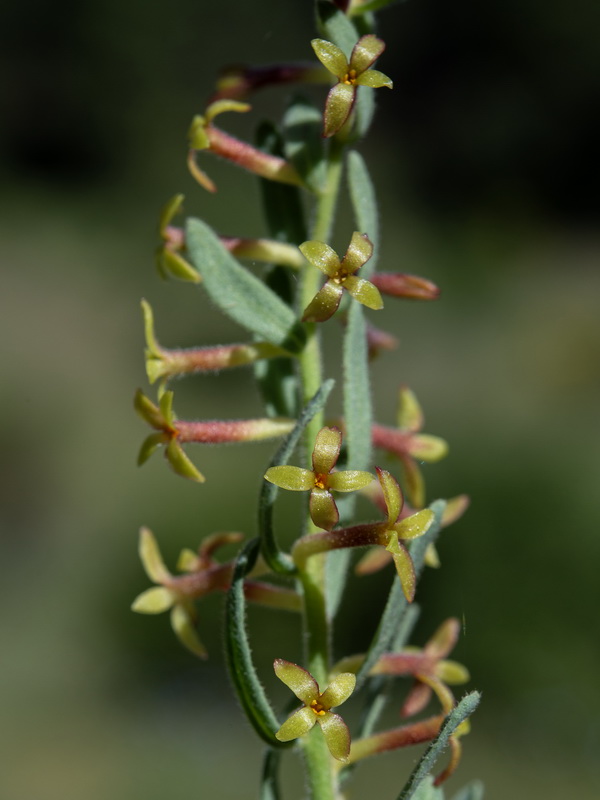 Thymelaea pubescens elliptica.56