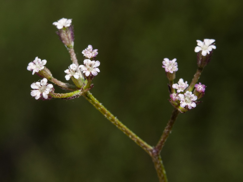 Torilis leptophylla.08