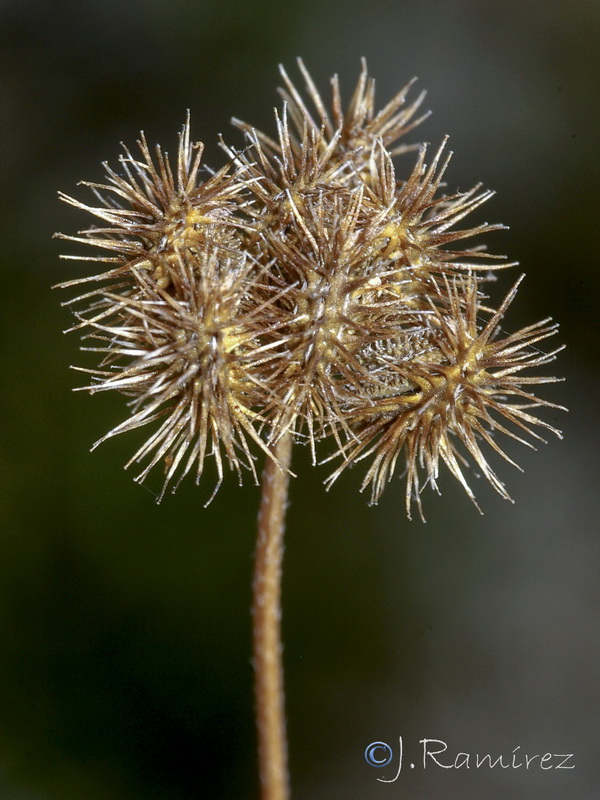 Torilis leptophylla.13