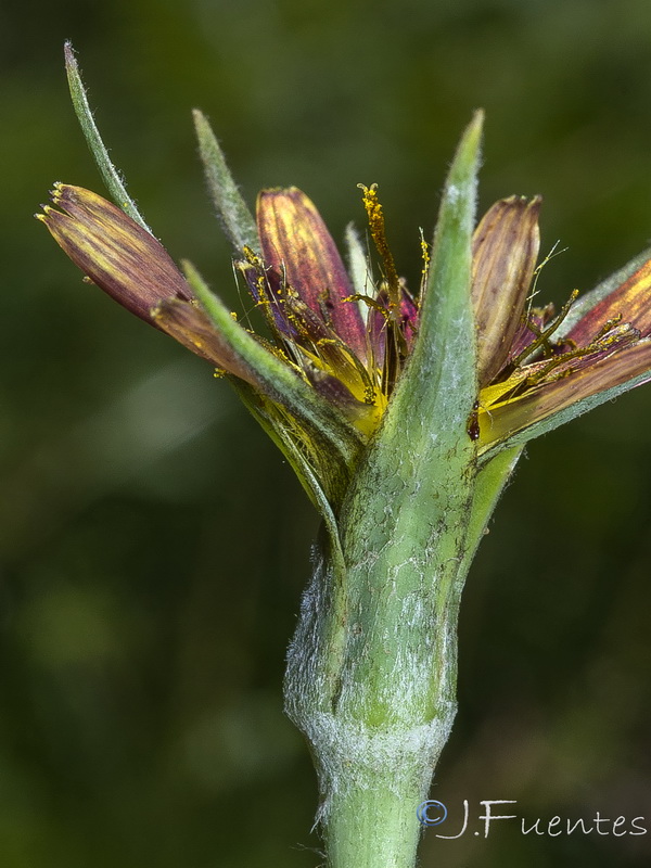 Tragopogon cazorlanus.10