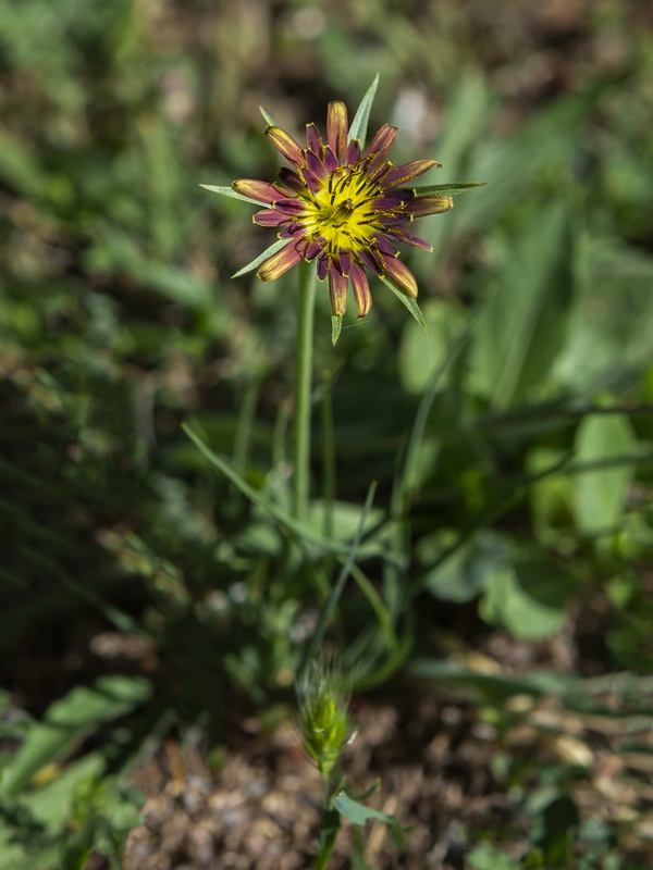 Tragopogon cazorlanus.01