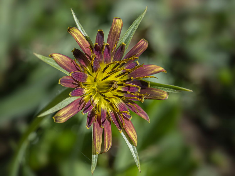 Tragopogon cazorlanus.14