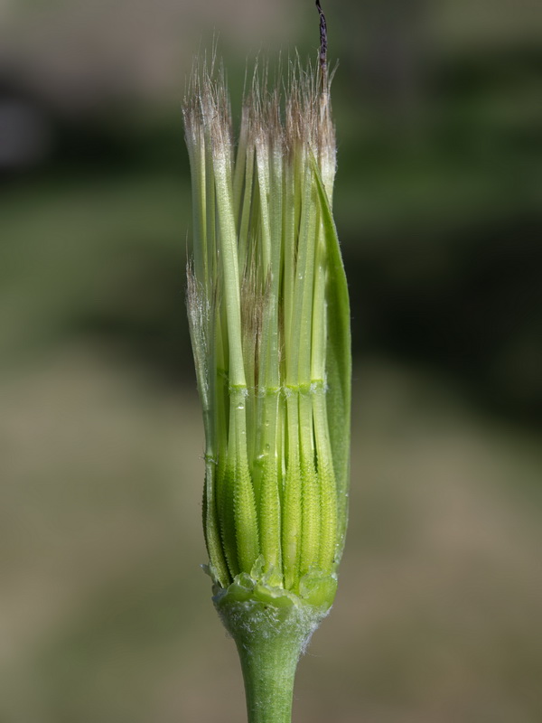 Tragopogon cazorlanus.18