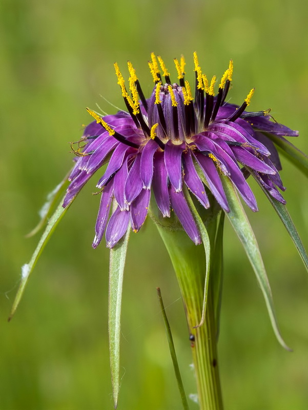 Tragopogon porrifolius.14