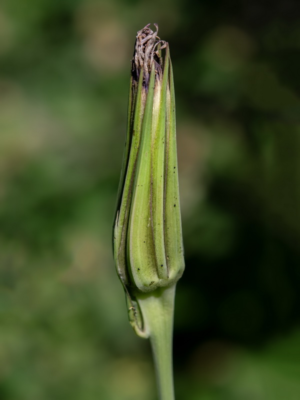 Tragopogon porrifolius.20