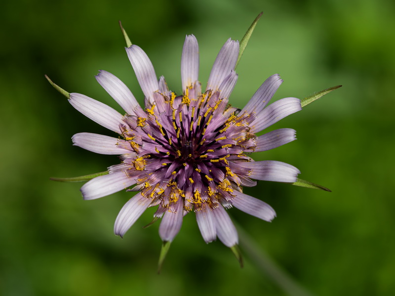 Tragopogon porrifolius.10