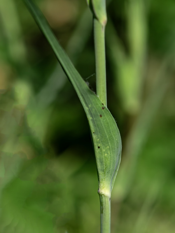 Tragopogon porrifolius.22