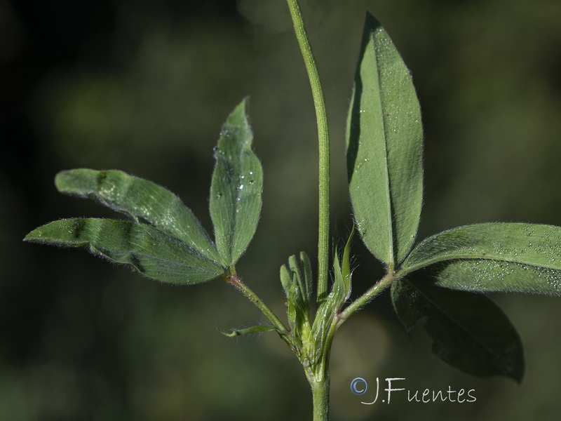 Trifolium alexandrinum.02