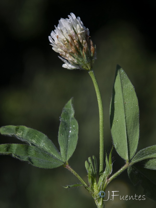 Trifolium alexandrinum.03