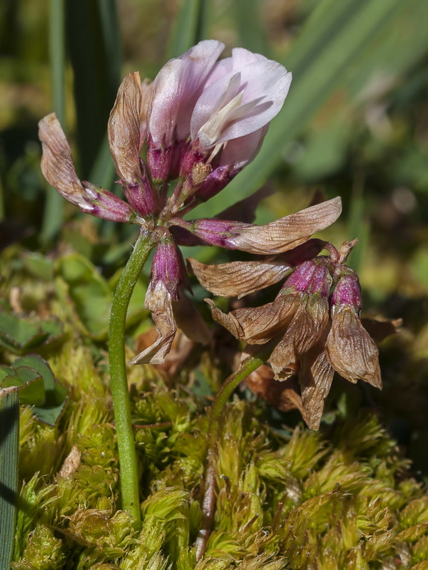 Trifolium repens.03
