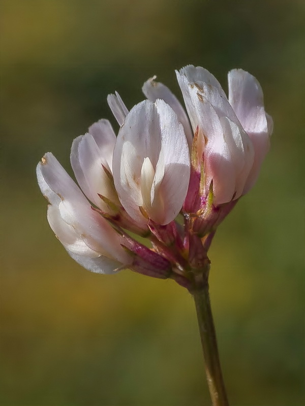 Trifolium repens.12