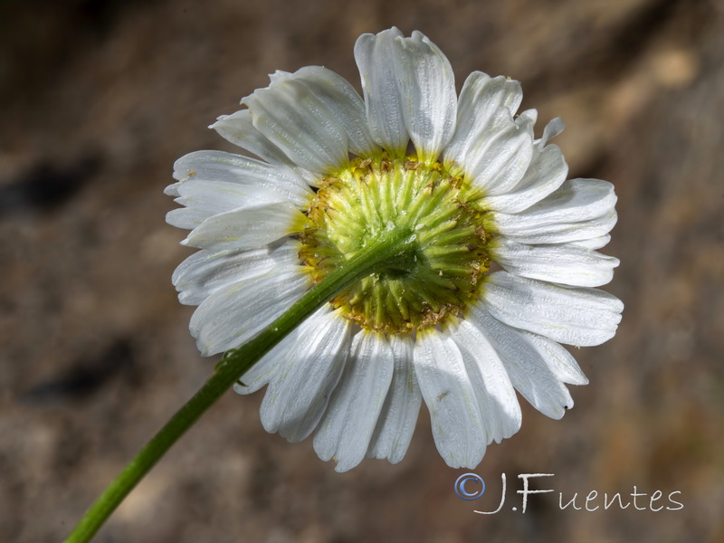 Tripleurospermum inodorum.09