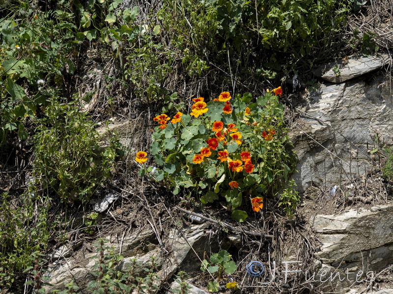 Tropaeolum majus.01