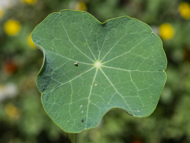 Tropaeolum majus.04