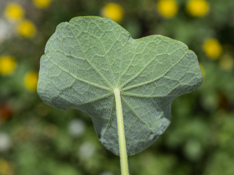 Tropaeolum majus.05