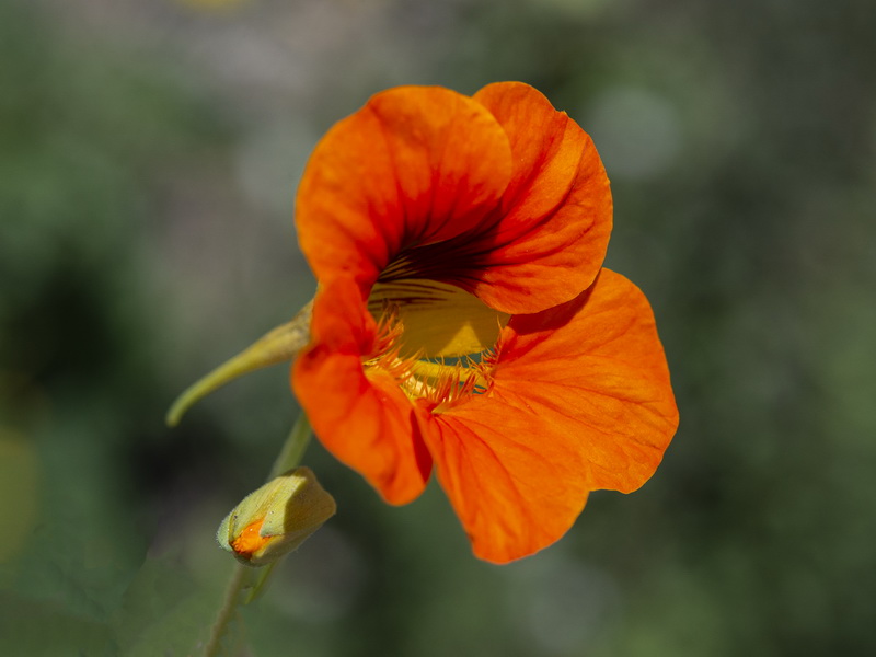 Tropaeolum majus.08