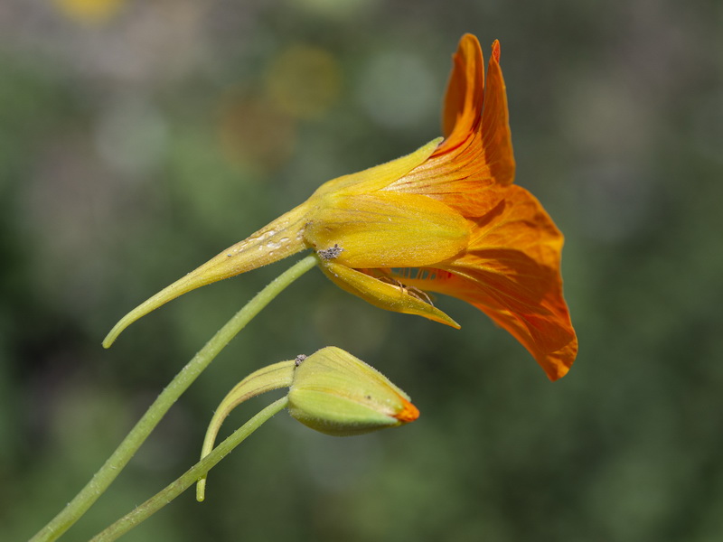 Tropaeolum majus.10