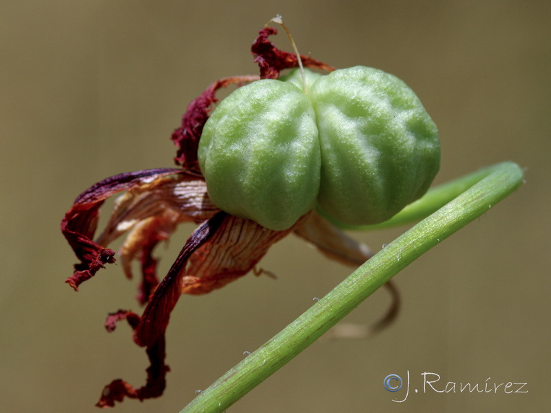 Tropaeolum majus.11