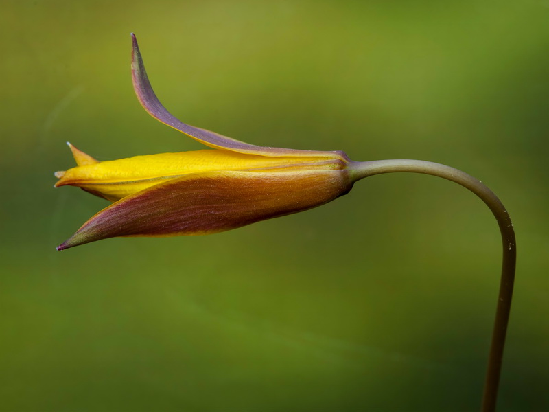 Tulipa sylvestris australis.11