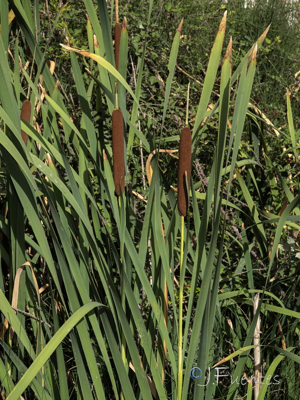 Typha latifolia.04