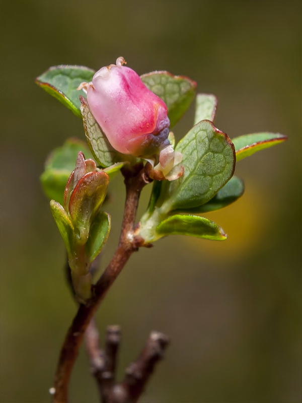 Vaccinium uliginosum nanum.10