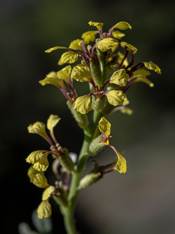 Vella pseudocytisus orcensis.17