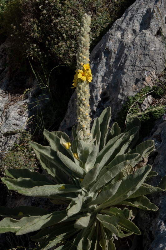 Verbascum giganteum giganteum.01