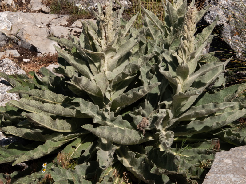 Verbascum giganteum giganteum.02