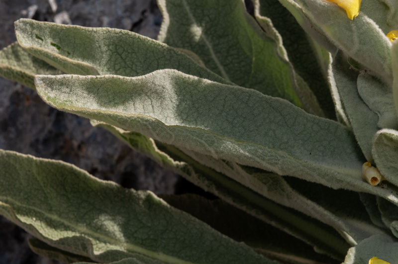 Verbascum giganteum giganteum.08