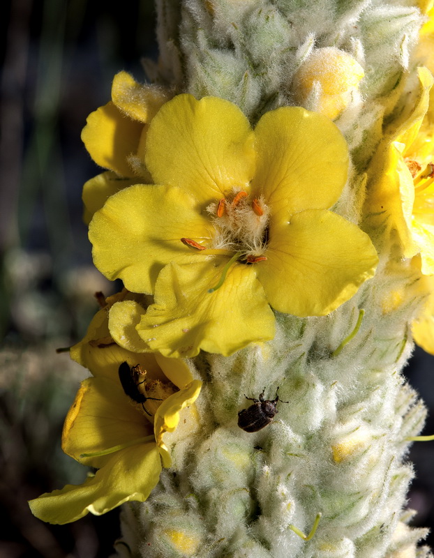 Verbascum giganteum giganteum.05