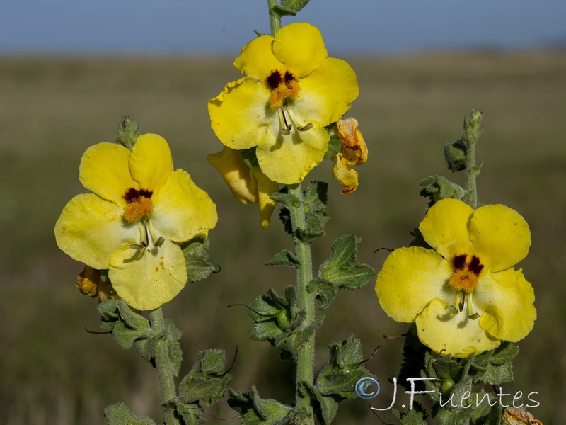 Verbascum pseudocreticum.10