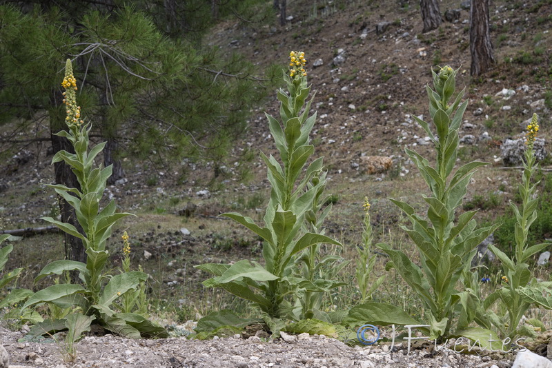 Verbascum thapsus.01