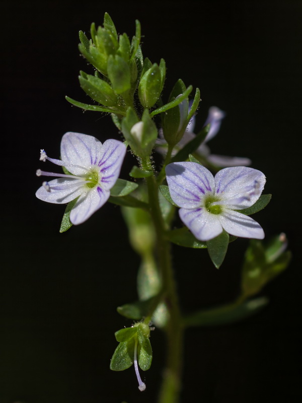 Veronica anagallis aquatica anagallis aquatica 1.01