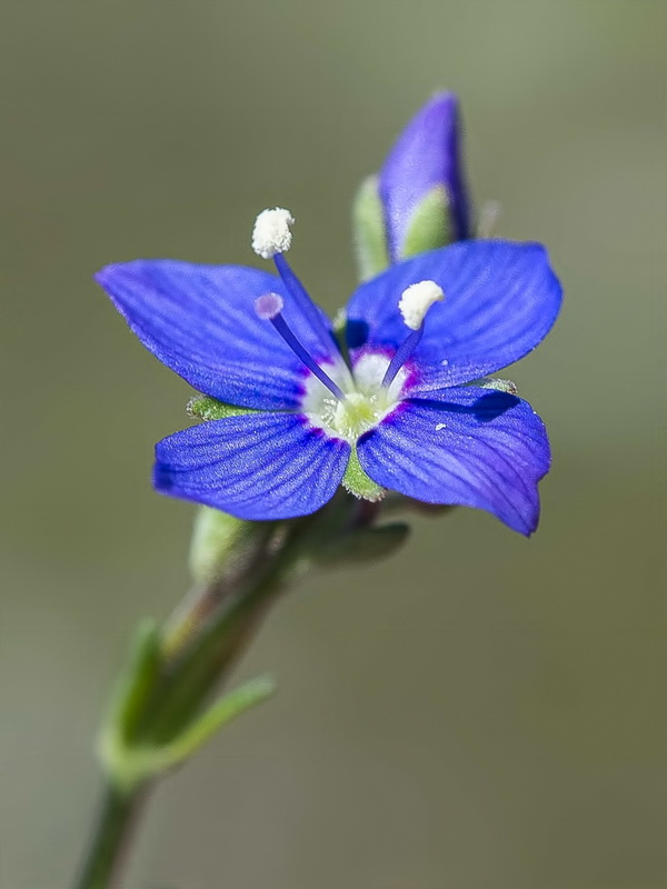 Veronica fruticans.07