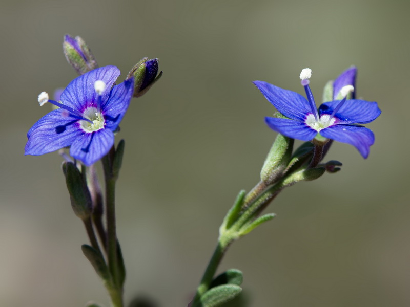 Veronica fruticans.02