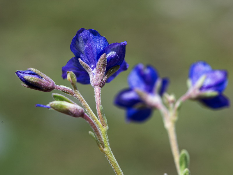 Veronica fruticans.09