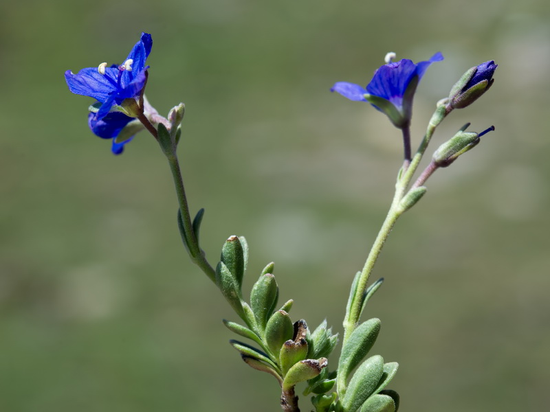 Veronica fruticans.10